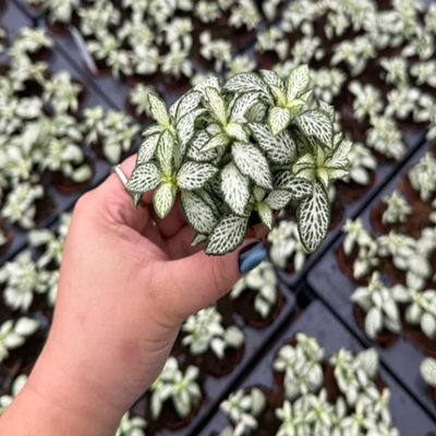 2" Fittonia Mosaic White Forest 